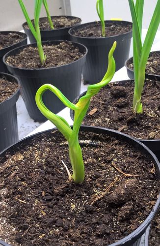 Blattverdrehung und mangelnde Blattentfaltung.jpg © Archiv Blattverdrehung und mangelnde Blattentfaltung.jpg © Archiv