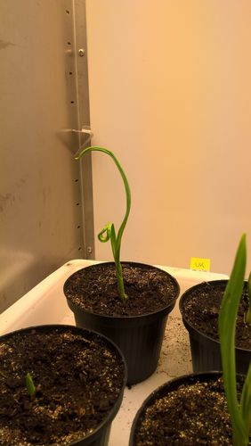 Befallene Jungpflanze.jpg © Anna Moyses/AGES Befallene Jungpflanze.jpg © Anna Moyses/AGES