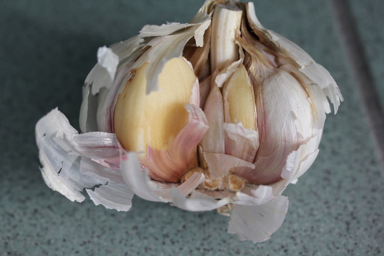 Befallene Knoblauchzwiebel.jpg © Anna Moyses/AGES Befallene Knoblauchzwiebel.jpg © Anna Moyses/AGES