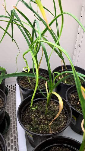 Blattvergilbungen und -verdrehungen.jpg © Anna Moyses/AGES Blattvergilbungen und -verdrehungen.jpg © Anna Moyses/AGES