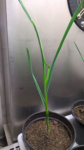 Mangelnde Blattentfaltung.jpg © Anna Moyses/AGES Mangelnde Blattentfaltung.jpg © Anna Moyses/AGES