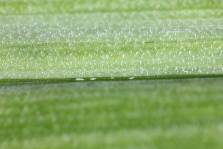 Milben in der Blattmittelrippe sitzend.jpg © Anna Moyses/AGES Milben in der Blattmittelrippe sitzend.jpg © Anna Moyses/AGES